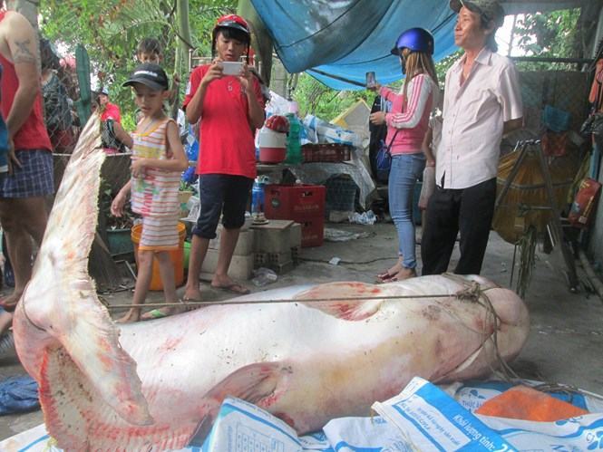 Chen chúc xem cá khủng nặng trên 200kg