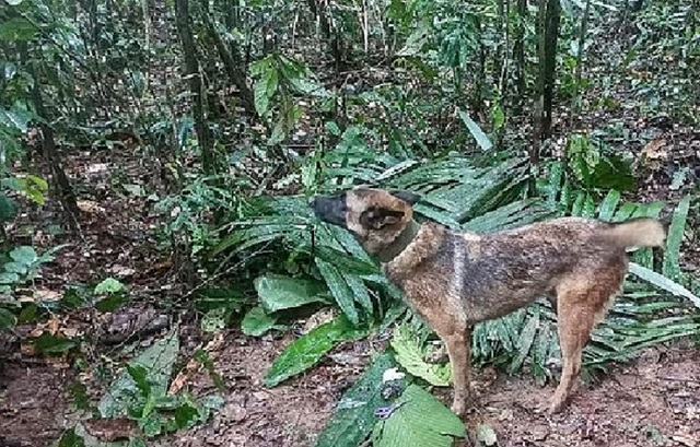 Chú chó quan trọng cuộc tìm kiếm 4 trẻ sau vụ rơi máy bay đang mất tích - Ảnh 1.