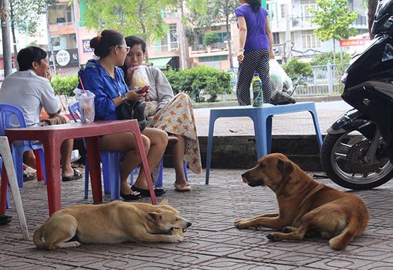 Quy định rọ mõm cho chó: Người dân vẫn còn thờ ơ