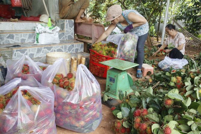 Thu hoạch chôm chôm tại Long Khánh, Đồng Nai - Ảnh: N.Trí