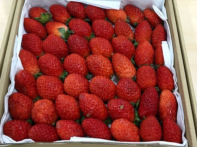 Dâu tây giúp ổn định hệ thần kinh -  /// Ảnh: Minh Khôi