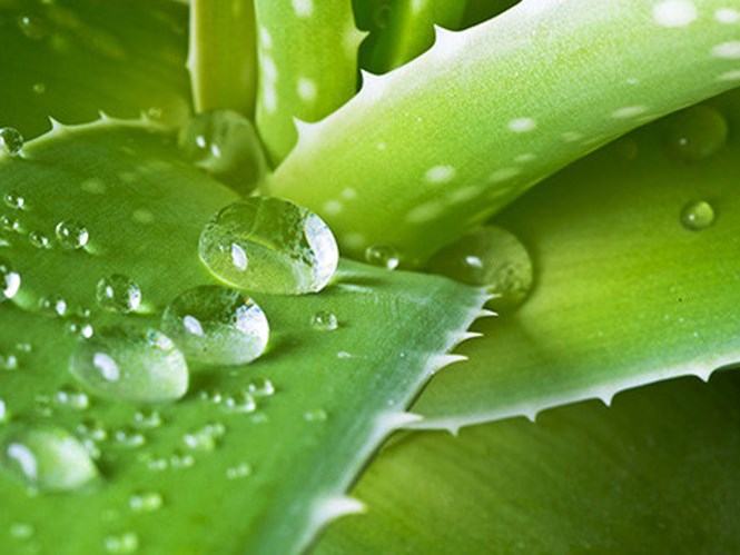 Gel từ lô hội giúp giảm viêm loét miệng  ///  Ảnh: Shutterstock