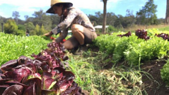 Trồng rau là một trong những nghề được chào đón tại Lãnh thổ Bắc Úc /// Chụp từ ABC News