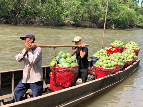 Cơ hội lớn khi bán bưởi sang Mỹ - Ảnh 1.