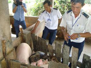 Công điện khẩn về phòng, chống dịch bệnh tai xanh ở lợn