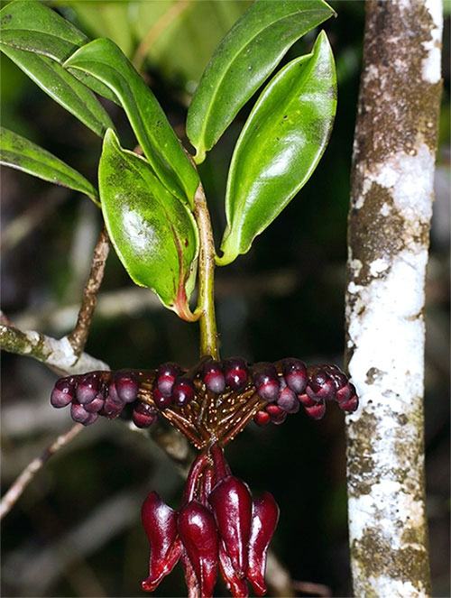 Cây Marcgravia Evenia tại Cuba phát triển lá để dụ dơi bay đến thụ phấn.