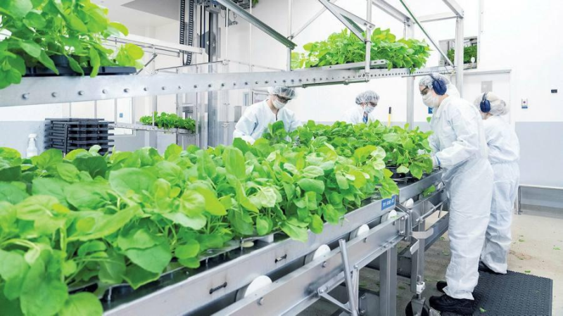 Công ty Nhật Bản chuẩn bị ra mắt vắc xin Covid-19 gốc thực vật đầu tiên