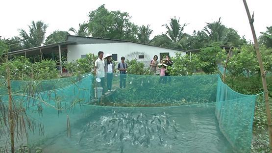 Du lịch Cồn Sơn (TP.Cần Thơ): Từ tình làng nghĩa xóm đến mâu thuẫn ăn chia