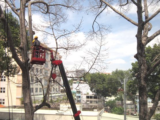 Thêm 3 cây cổ thụ chết bất thường