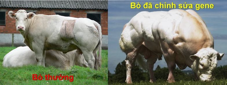 Heo cơ bắp cuồn cuộn như lực sĩ, bạn dám ăn? - Ảnh 6.