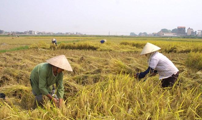 Cú hích để nông dân làm ăn lớn 