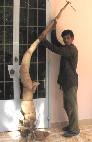 Củ sắn khổng lồ nặng 34 kg
