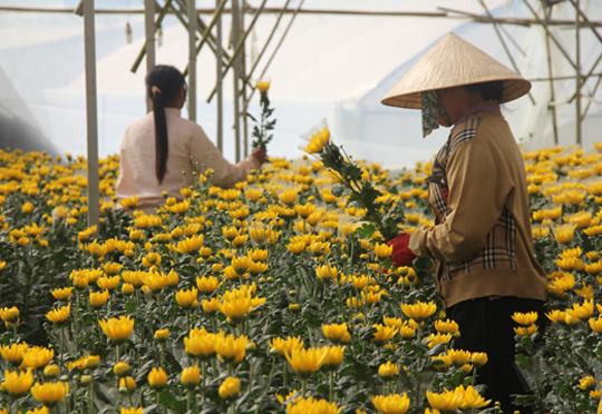 Cúc Đà Lạt khan hiếm, giá tăng vọt