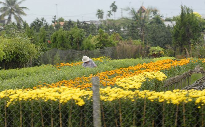 Cúc tiger đất đắt hàng ngày Tết Đoan Ngọ