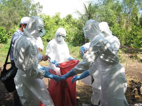 5 tỉnh, thành đang có dịch cúm gia cầm