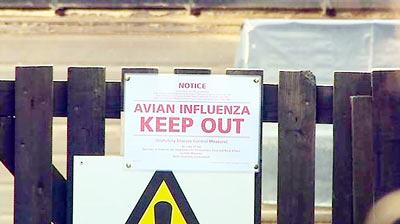 Cúm gia cầm bùng phát tại nhiều nước