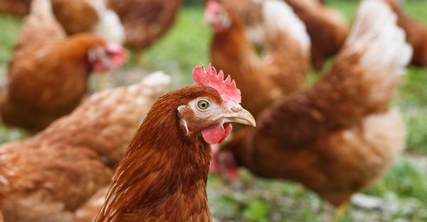 Cúm gia cầm H5N1 bùng phát ở Malaysia