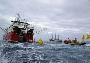 Các thành viên Hoà Bình Xanh đang vật lộn để cứu những con cá voi khỏi bàn tay của các thợ săn. Ảnh GreenPeace