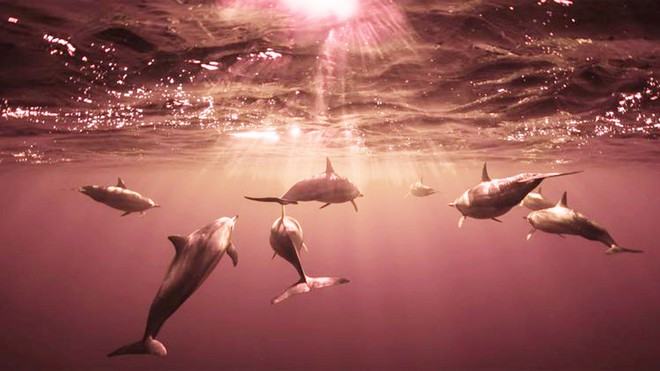 Các chuyên gia cho rằng thiết bị quân sự tinh vi không thể thay thế cá heo /// AFP