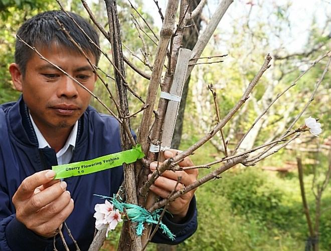 Đà Lạt trồng thành công loài hoa đào đẹp nhất Nhật Bản