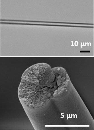 Mặt cắt ngang của gene vi khuẩn có khả năng tạo ra tơ nhện.