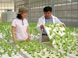 Đại học của Việt Nam và Mỹ hợp tác… trồng rau