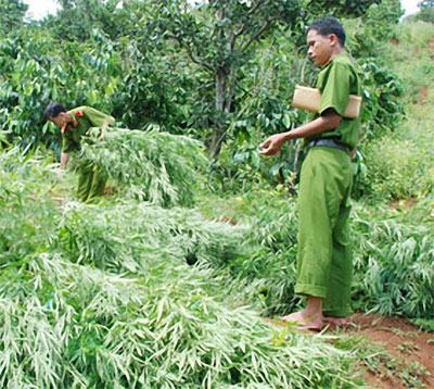 Đak Nông: Biến rẫy cà phê thành nơi trồng cần sa