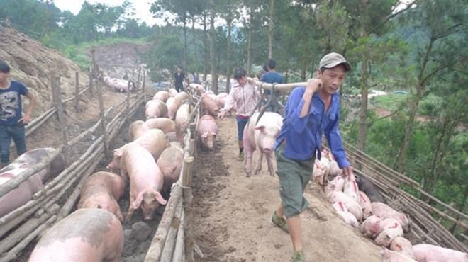 Đàm phán xuất lợn hơi chính ngạch đi Trung Quốc