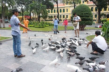 Đàn bồ câu nhà thờ Đức Bà Sài Gòn: Vẻ đẹp yên bình đang bị… bắn giết