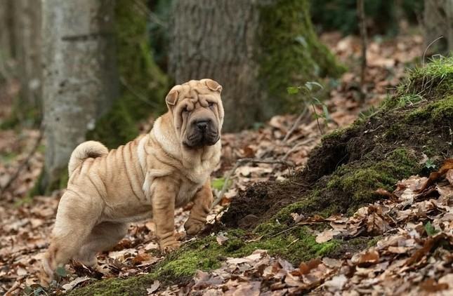 Dân Hàn Quốc tranh cãi chuyện tiền phúng viếng chó mèo