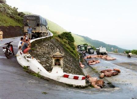 Đàn heo tràn ra đường vì lật xe giữa đèo