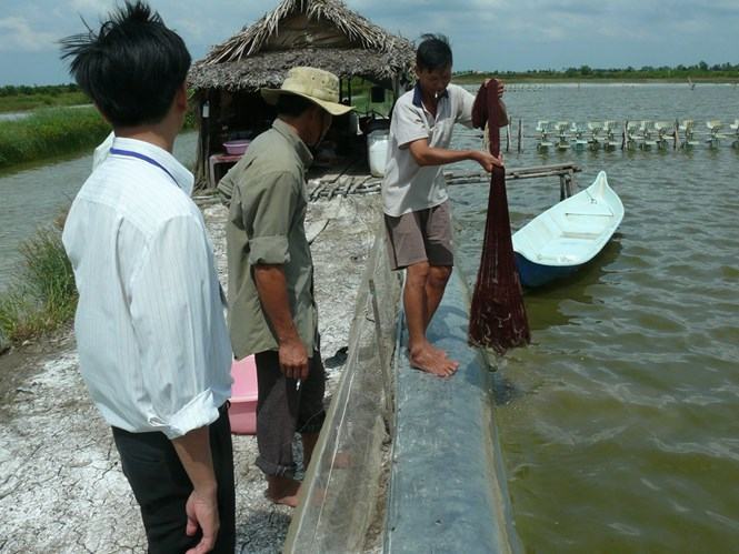 Kiểm tra trọng lượng tôm tại hộ ông Nguyễn Thành Tam (xã Tân Duyệt, H.Đầm Dơi)  /// Ảnh: Chí Tín