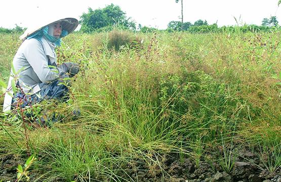 Công khai chỉ tiêu sử dụng đất để người dân giám sát