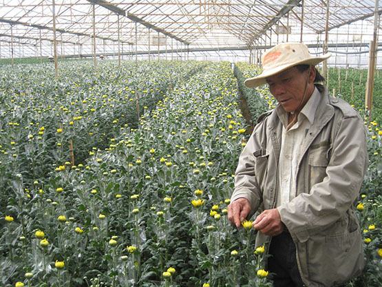 Đà Lạt: Thêm một làng hoa truyền thống được công nhận