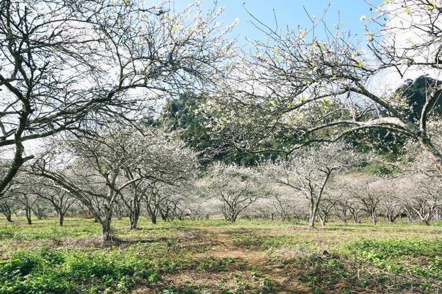 “Đẹp quên lối” mùa hoa mận nở trắng trời cao nguyên Mộc Châu