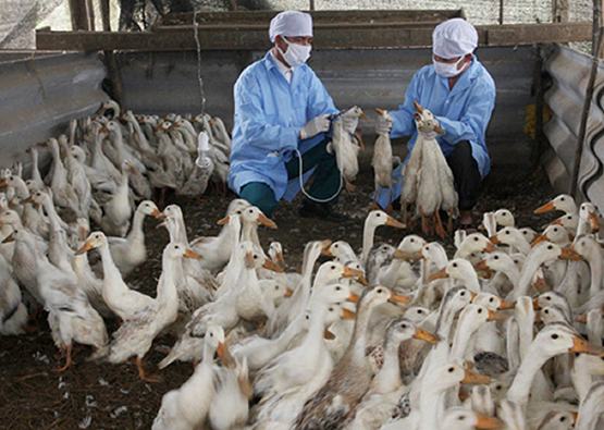 Chủ động phòng chống dịch cúm A/H5N6