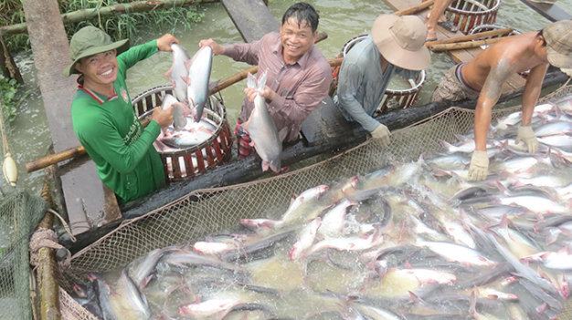 Thu hoạch cá tra bán cho thương lái tiêu thụ nội địa giá 22.000 đồng/kg ở ao nuôi của ông Lê Văn Cường (Hòa Lạc, Phú Tân, An Giang)- Ảnh Đ.Vịnh