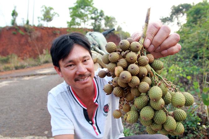 Đổ xô hái trái mây rừng “xuất sang Trung Quốc”