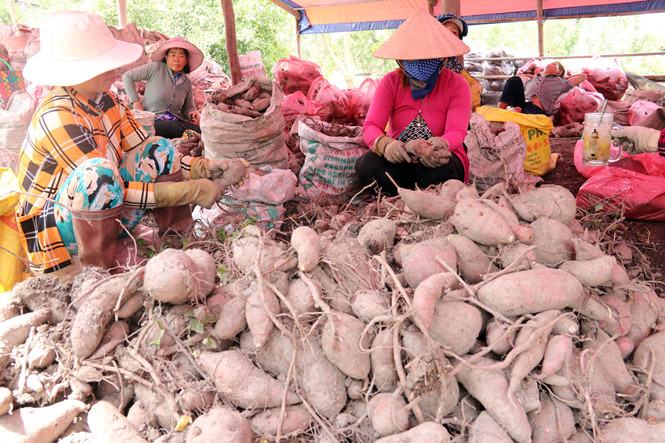 Nông dân phân loại khoai lang chờ thương lái đến mua /// Anh Phương