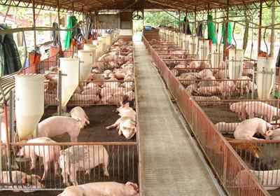 Đồng Nai dừng hỗ trợ chăn nuôi heo