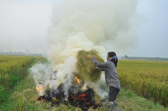 ĐBSCL: Nông dân “nghiện” đốt rơm rạ