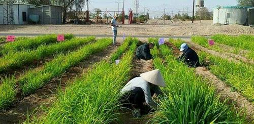 Du học Israel: Sự lựa chọn mới của giới trẻ Việt Nam