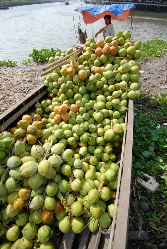  Đến tay người dùng TP HCM, giá dừa tươi vẫn ngang với cao điểm nắng nóng. Ảnh:Ngọc Trinh.