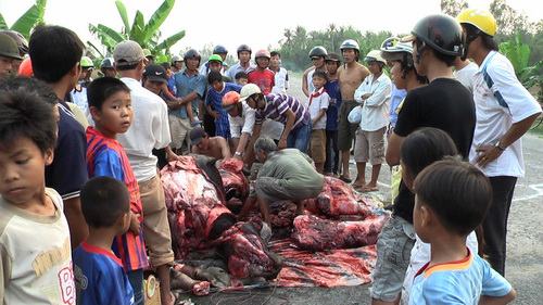 Đụng trâu, 2 người và trâu đều chết