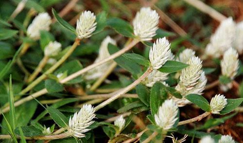 Đừng tin vào “thần dược” chữa bệnh gút