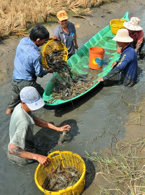 Được mùa tôm càng xanh nước lợ