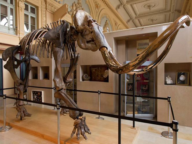 Gần 15 tỉ đồng cho bộ xương voi ma mút