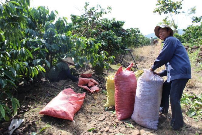 Gạo, cà phê, cao su tuột dốc, xuất khẩu ế