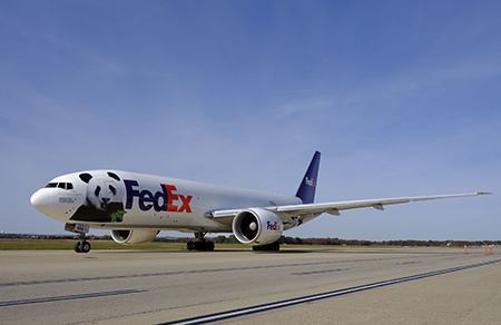 Ba chú gấu trúc đã được hồi hương an toàn trên chuyến bay FedEx Panda Express