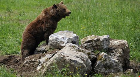 Gấu xông vào phá hỏng cuộc tập trận của 3000 binh sĩ